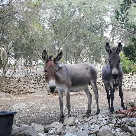 Authentic Ap For 2, Babino Polje,mljet